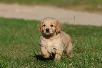 RUGER, a male Golden Retriever and Miniature Golden Retriever for sale in Grand Rapids, MI – 1 of 6
