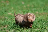 Milky Way Girl, a female Miniature Dachshund for sale in Grand Rapids, MI – 5 of 6