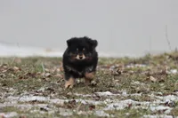 Blackberry Jam, a female Pomeranian and Toy Australian Shepherd for sale in Grand Rapids, MI – Photo 2 of 4