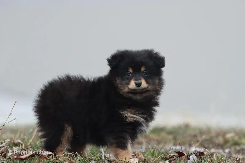 Blackberry Jam – Pomeranian, Toy Australian Shepherd puppy for sale in Grand Rapids, MI
