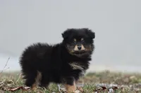 Blackberry Jam, a female Pomeranian and Toy Australian Shepherd for sale in Grand Rapids, MI – Photo 1 of 4