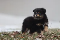 Blackberry Jam, a female Pomeranian and Toy Australian Shepherd for sale in Grand Rapids, MI – Photo 4 of 4