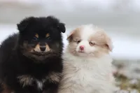 Blackberry Jam, a female Pomeranian and Toy Australian Shepherd for sale in Grand Rapids, MI – Photo 3 of 4