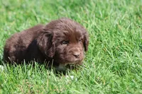 Swirls, a female Newfoundland for sale in Grand Rapids, MI – 2 of 4