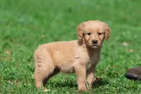 Twinkie AKC, a male Golden Retriever for sale in Grand Rapids, MI – 5 of 6