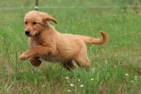 Buddy , a male Golden Retriever for sale in Grand Rapids, MI – 3 of 4