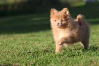 Carmel , a female Pomeranian for sale in Grand Rapids, MI – 5 of 5