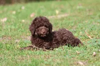 Chocolate Cake, a female Miniature Bernedoodle for sale in Grand Rapids, MI – 7 of 7