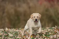 Dually AKC, a male Labrador Retriever for sale in Grand Rapids, MI – 3 of 6