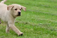 Bananas AKC, a male Labrador Retriever for sale in Grand Rapids, MI – 4 of 7