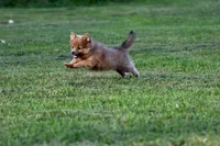 Cinnamon, a female Pomeranian for sale in Grand Rapids, MI – 2 of 6