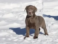 Brick AKC, a male Labrador Retriever for sale in Grand Rapids, MI – Photo 1 of 3