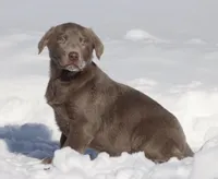 Brick AKC, a male Labrador Retriever for sale in Grand Rapids, MI – Photo 3 of 3