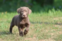 Bailey AKC , a male Labrador Retriever for sale in Grand Rapids, MI – 3 of 5