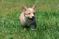 Spartan, a male Pembroke Welsh Corgi for sale in Grand Rapids, MI – 2 of 4