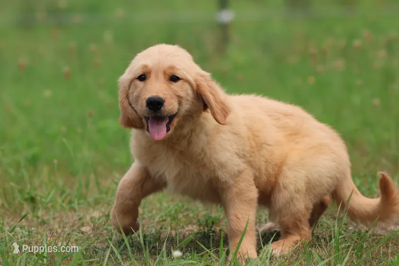 Milly – Golden Retriever puppy for sale in Grand Rapids, MI