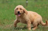 Milly, a female Golden Retriever for sale in Grand Rapids, MI – 1 of 5