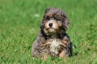 Pixie Stix , a female Miniature Bernedoodle for sale in Grand Rapids, MI – 1 of 4