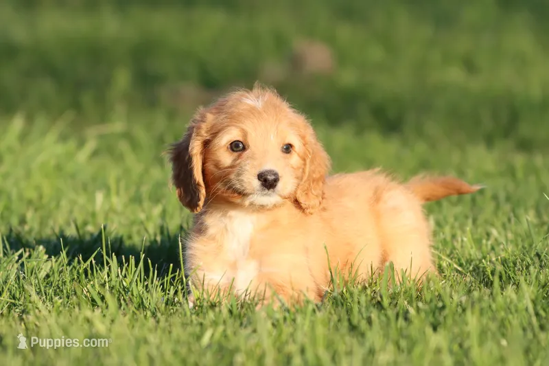 Kit Kat  – Miniature Aussiedoodle puppy for sale in Grand Rapids, MI