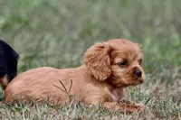 Pemberley AKC, a male Cavalier King Charles Spaniel for sale in Grand Rapids, MI – 3 of 5