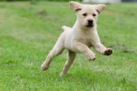 Bananas AKC, a male Labrador Retriever for sale in Grand Rapids, MI – 3 of 7