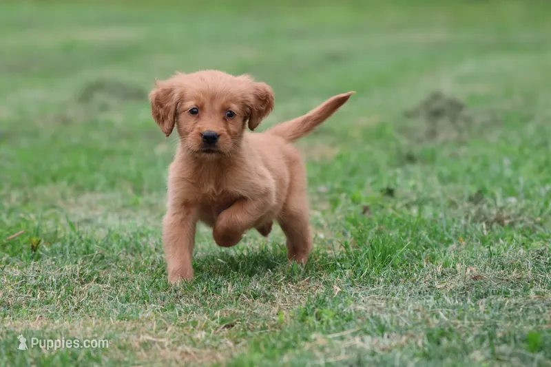Cherries AKC  – Golden Retriever puppy for sale in Grand Rapids, MI