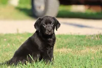 Razzy AKC , a female Labrador Retriever for sale in Grand Rapids, MI – 3 of 5