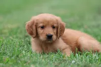 Richie AKC , a male Golden Retriever for sale in Grand Rapids, MI – 4 of 6