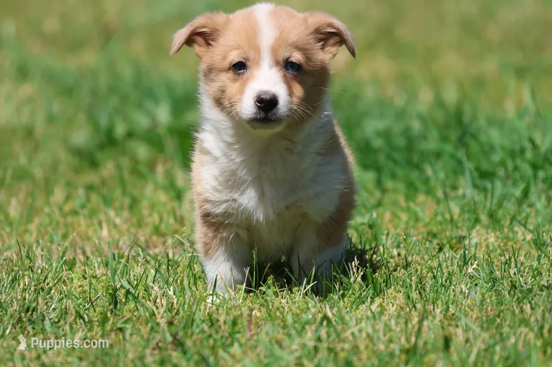 Bambi  – Pembroke Welsh Corgi puppy for sale in Grand Rapids, MI