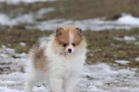 chipmunk, a male Pomeranian for sale in Grand Rapids, MI – Photo 5 of 6