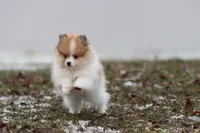 chipmunk, a male Pomeranian for sale in Grand Rapids, MI – Photo 2 of 6