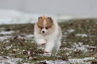 chipmunk, a male Pomeranian for sale in Grand Rapids, MI – Photo 3 of 6