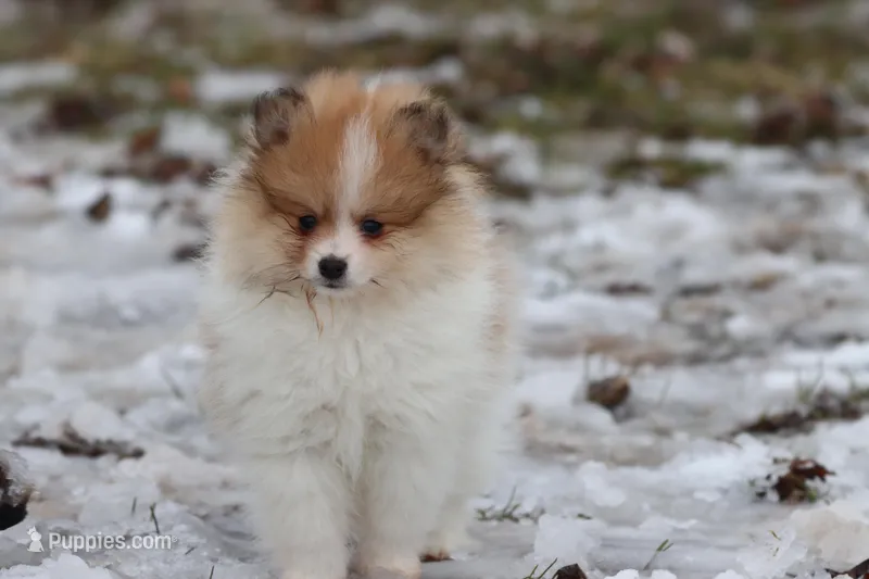 chipmunk – Pomeranian puppy for sale in Grand Rapids, MI