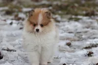 chipmunk, a male Pomeranian for sale in Grand Rapids, MI – Photo 1 of 6