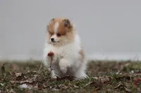 chipmunk, a male Pomeranian for sale in Grand Rapids, MI – Photo 4 of 6