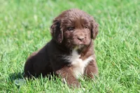 Swirls, a female Newfoundland for sale in Grand Rapids, MI – 3 of 4