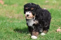Candy , a female Miniature Bernedoodle for sale in Grand Rapids, MI – 2 of 5