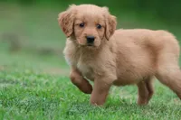 Reese AKC , a male Golden Retriever for sale in Grand Rapids, MI – 5 of 5