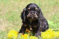 Sally, a male Cocker Spaniel and Cavalier King Charles Spaniel for sale in Grand Rapids, MI – 2 of 5