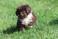 Angel, a female Newfoundland for sale in Grand Rapids, MI – 3 of 6