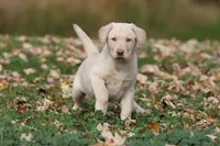 Silver Bullet AKC , a male Labrador Retriever for sale in Grand Rapids, MI – 4 of 7