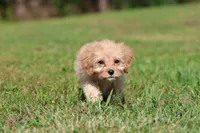 Dexter, a male Cavapoo for sale in Grand Rapids, MI – 4 of 7