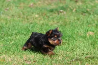 Mr York, a male Yorkshire Terrier for sale in Grand Rapids, MI – 5 of 5