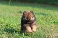 Sable AKC , a female Pomeranian for sale in Grand Rapids, MI – 2 of 5