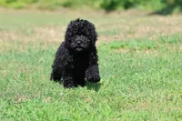 Raven, a female Bernedoodle and Miniature Bernedoodle for sale in Grand Rapids, MI – 4 of 6