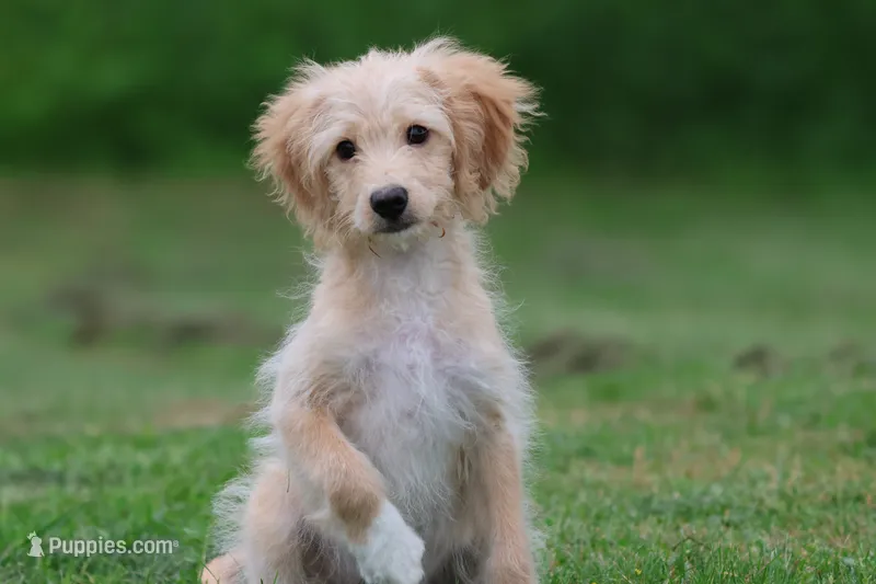 Vanilla – Miniature Aussiedoodle, Miniature Goldendoodle puppy for sale in Grand Rapids, MI