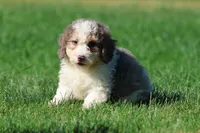 Monster Cookies, a male Miniature Bernedoodle for sale in Grand Rapids, MI – 4 of 5
