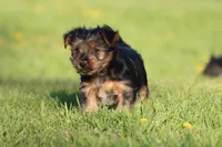 Crumbs, a male Yorkshire Terrier for sale in Grand Rapids, MI – Photo 2 of 4