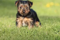 Crumbs, a male Yorkshire Terrier for sale in Grand Rapids, MI – Photo 3 of 4