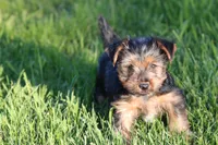 Crumbs, a male Yorkshire Terrier for sale in Grand Rapids, MI – Photo 4 of 4